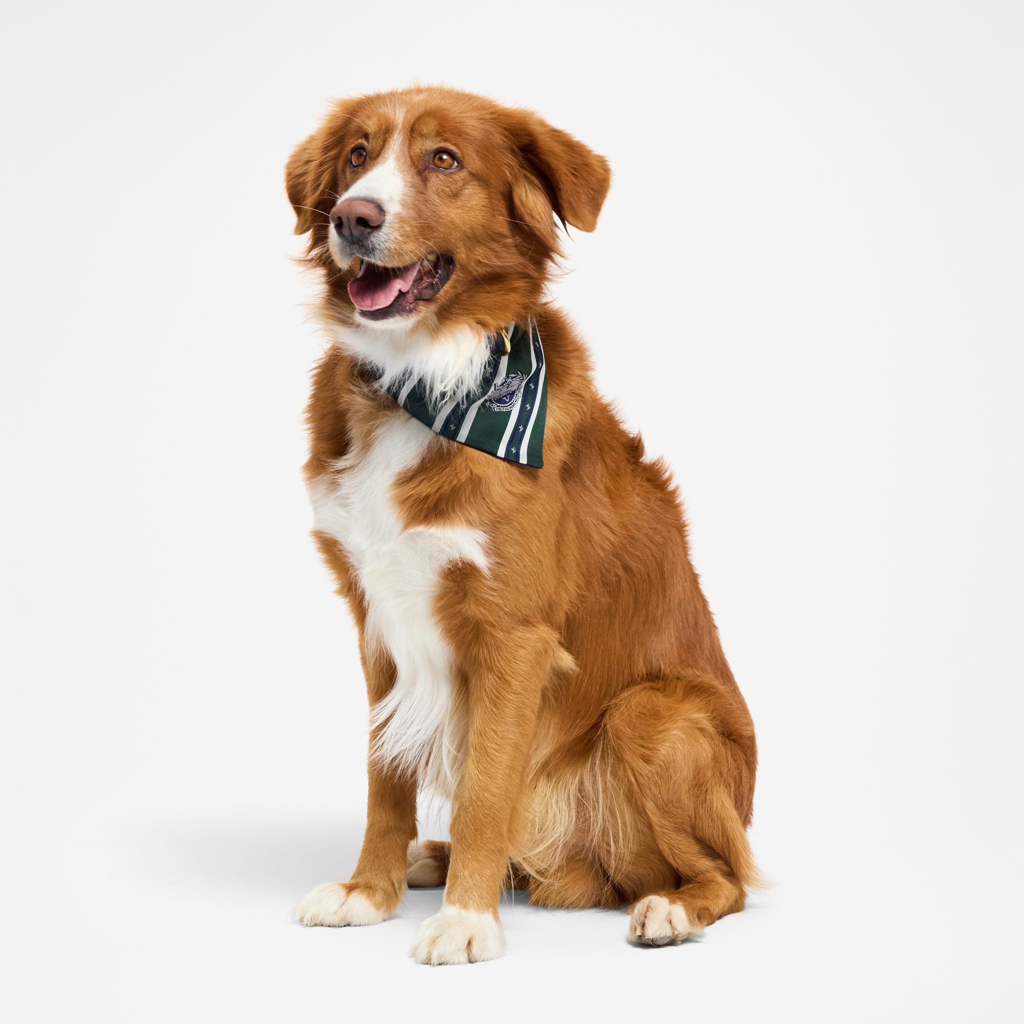 狗圍巾 MM  in 行李箱、旅行用品及家居精品