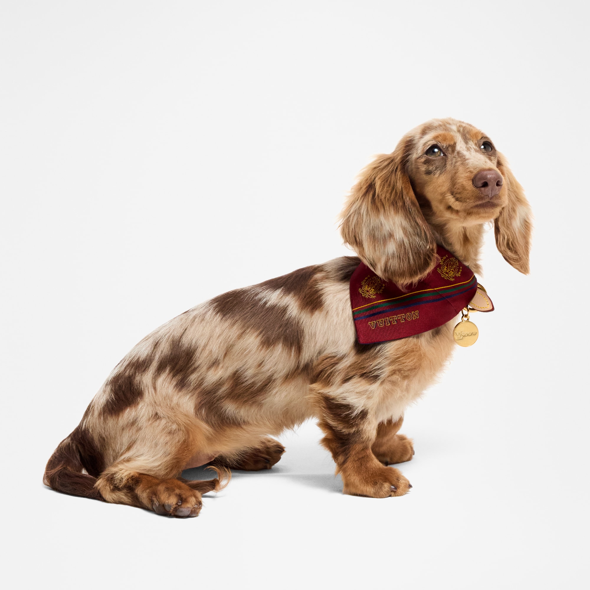 狗圍巾 PM  in 行李箱、旅行用品及家居精品