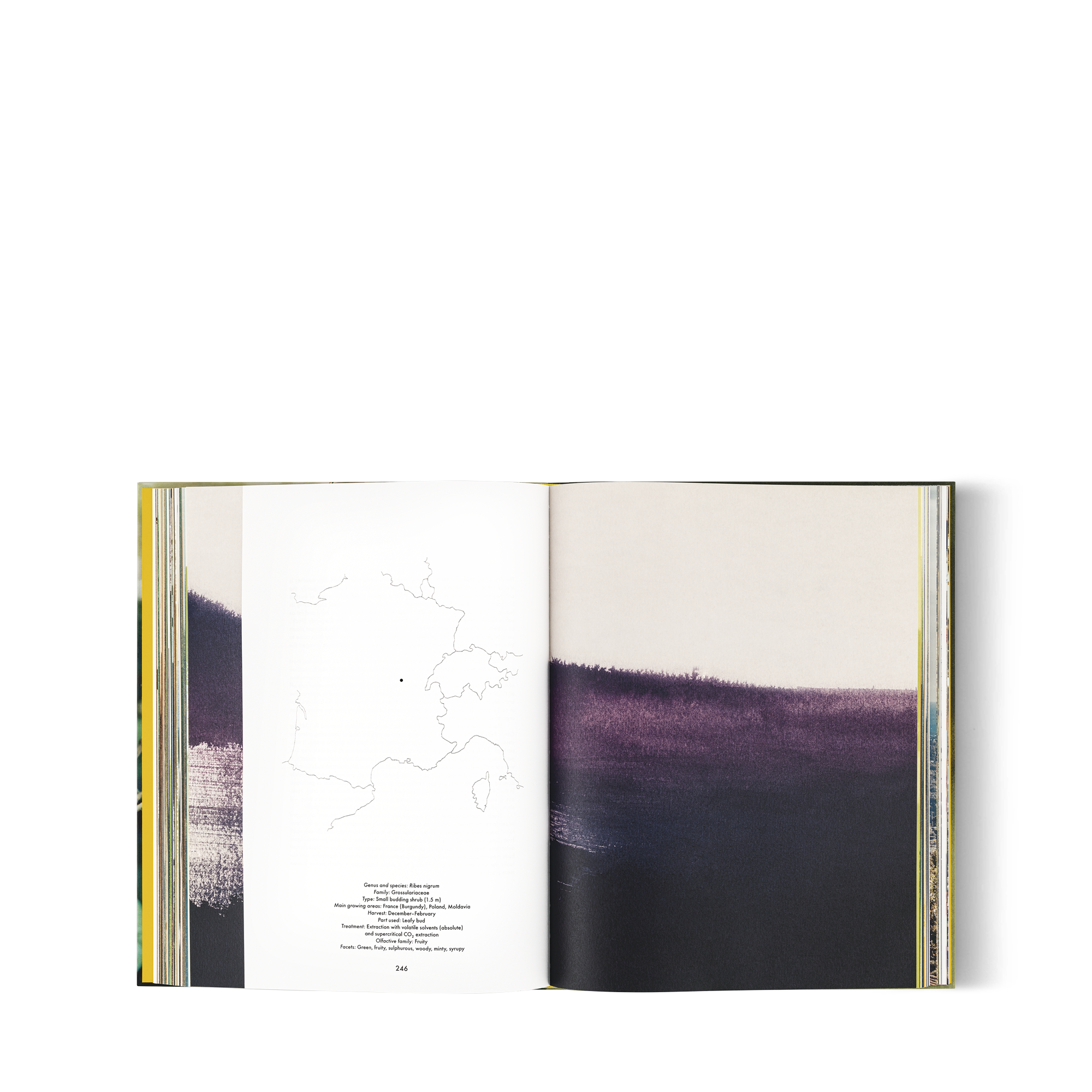 Louis Vuitton: A Perfume Atlas 英文版  in 行李箱、旅行用品及家居精品