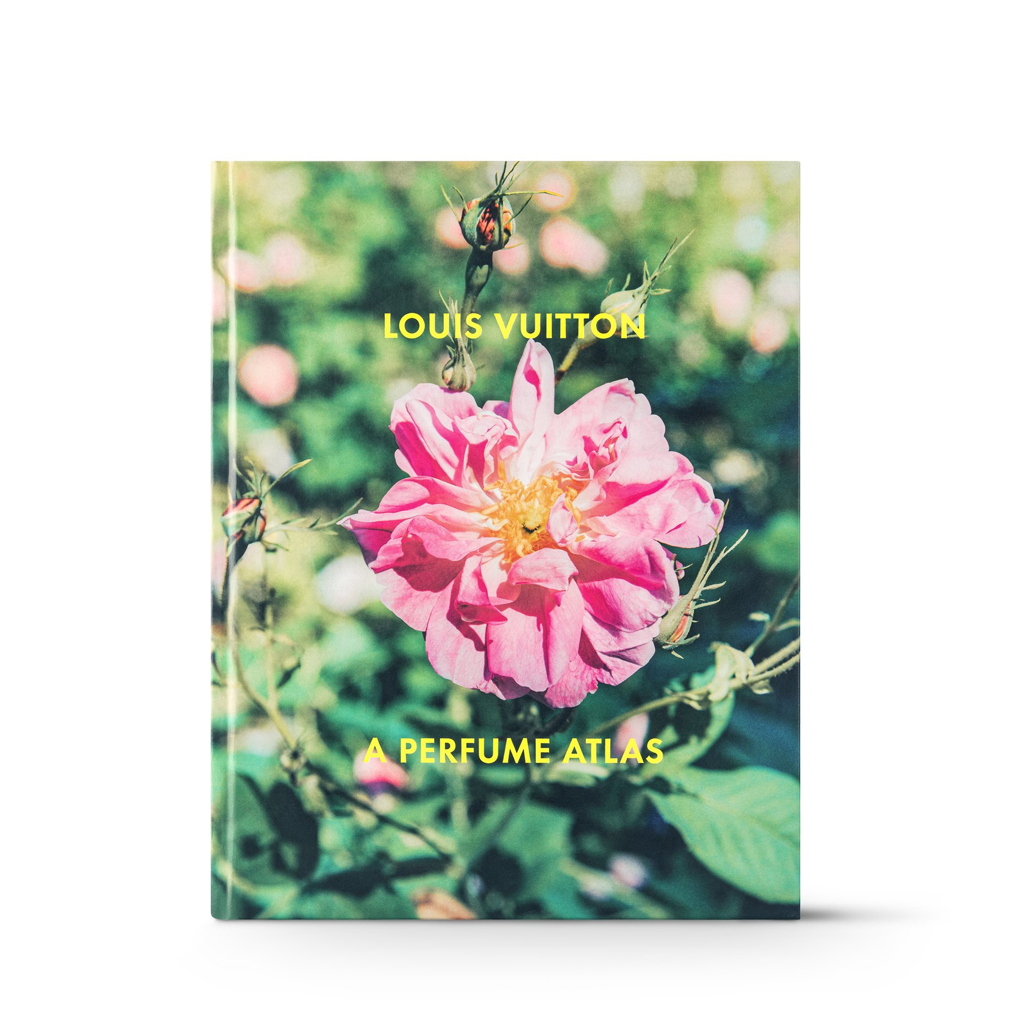 Rose (缺貨)
