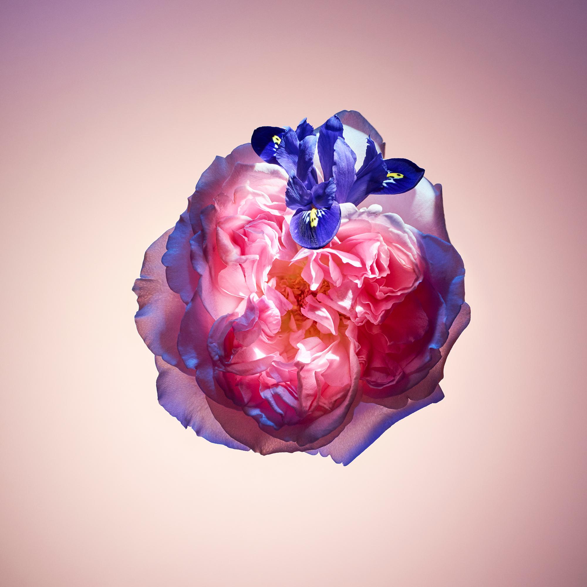 Rose Des Vents 旅行裝噴霧  in 香水及彩妝系列
